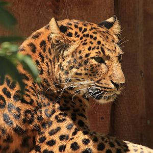 North chinese leopard (June 2020)