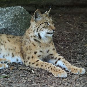 Carpathian lynx (June 2020)
