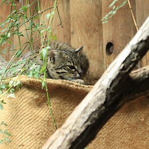 Geoffroy's cat (June 2020)