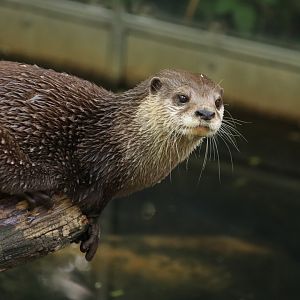 Asian small-clawed otter (June 2020)