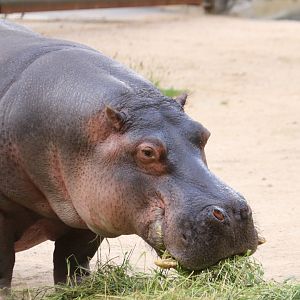Common hippo (June 2020)
