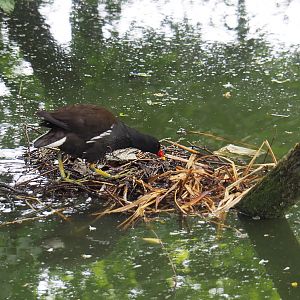 Wild Eurasian common moorhen (Gallinula chloropus chloropus) on nest, 2020-05-23