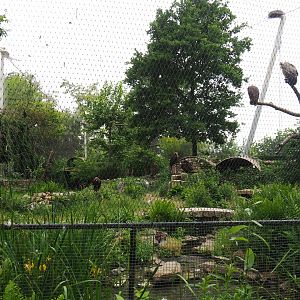 Cinereous vulture, Griffon vulture, Egyptian vulture, Red-billed chough and Short-eared owl aviary, 2020-05-23