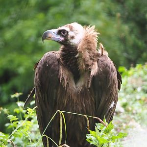 Cinereous vulture (Aegypius monachus), 2020-05-23