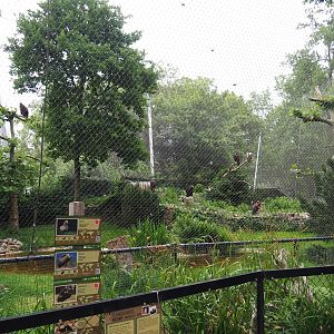 Cinereous vulture, Griffon vulture, Egyptian vulture, Red-billed chough and Short-eared owl aviary, 2020-05-23