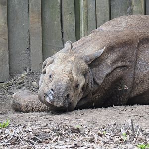 Old Indian rhinoceros Johanna (Deceased in June), 2020-05-23