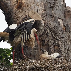 European white stork (Ciconia ciconia) on nest with chick, 2020-05-23