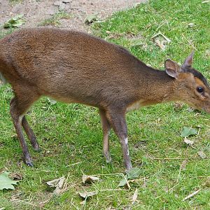 Female Reeves' muntjac (Muntiacus reevesi), 2020-05-23