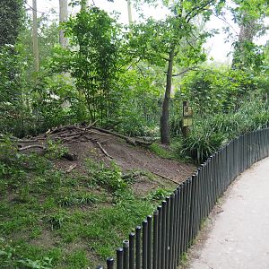 Eurasian beaver exhibit in the European aviary, 2020-05-23