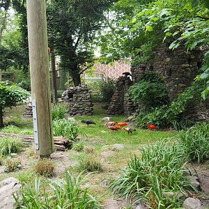 European aviary with waldrapp and owls, 2020-05-23