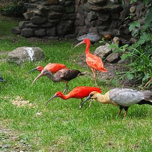Three species of ibis in the European aviary (temporary situation), 2020-05-23