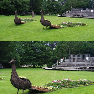 Peacock flower beds, 2020-05-23