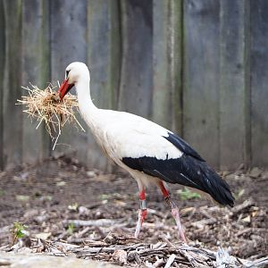European white stork (Ciconia ciconia) collecting nesting material in the rhinoceros paddock, 2020-05-23
