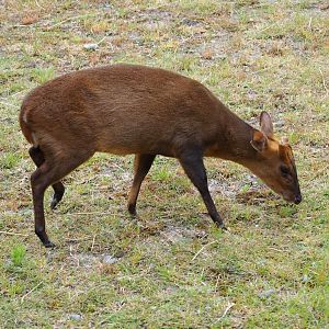 Male Reeves' muntjac (Muntiacus reevesi), 2020-05-23