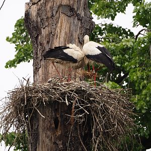 European white storks (Ciconia ciconia) on nest, 2020-05-23