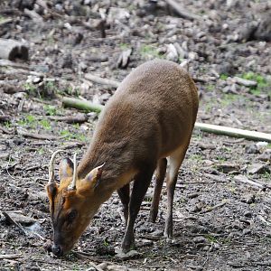 Male Reeves' muntjac (Muntiacus reevesi), 2020-05-23