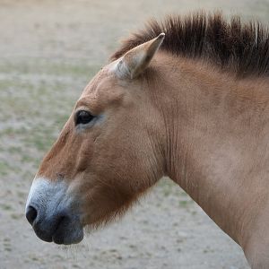 Przewalski's horse (Equus ferus przewalskii), 2020-05-23