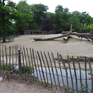 Przewalski's horse paddock, 2020-05-23