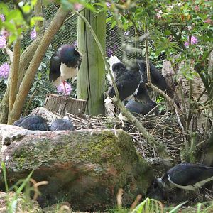 Straw-necked ibis nests (Threskiornis spinicollis), 2020-05-23