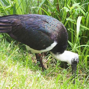 Straw-necked ibis (Threskiornis spinicollis), 2020-05-23