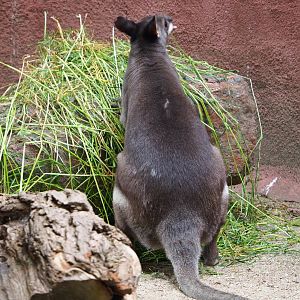 Dusky pademelon Roel (Thylogale brunii), 2020-05-23