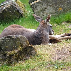 Red kangaroo (Macropus rufus), 2020-05-23