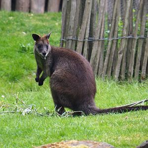 Swamp wallaby (Wallabia bicolor), 2020-05-23