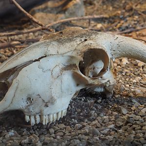 Sheep skull in the Children's python terrarium, 2020-05-23