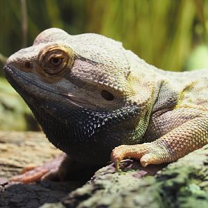 Central bearded dragon (Pogona vitticeps), 2020-05-23