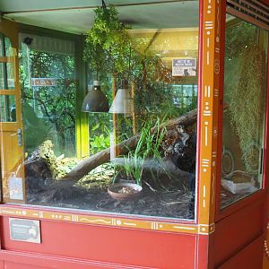 Redone Eastern blue-tongued skink terrarium, 2020-05-23
