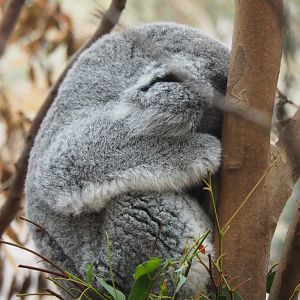 Queensland koala (Phascolarctos cinereus adustus), 2020-05-23
