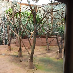 Queensland koala house - Second Queensland koala exhibit, 2020-05-23