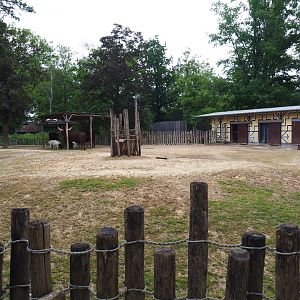 Ankole-Watusi cattle and Somali black-headed sheep paddock, 2020-05-23