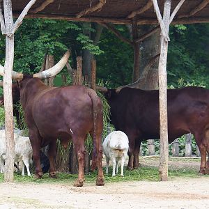 Ankole-Watusi cattle (Bos taurus indicus) and Somali sheep (Ovis aries), 2020-05-23