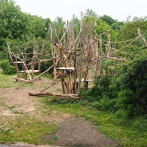 Bonobo island with new climbing structures, 2020-05-23