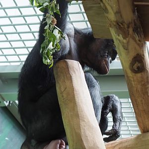 Bonobo (Pan paniscus), 2020-05-23