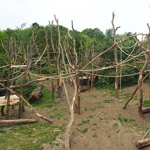 Bonobo island with new climbing structures, 2020-05-23