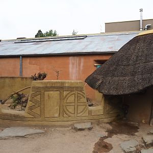 Banded mongoose exhibit, 2020-05-23