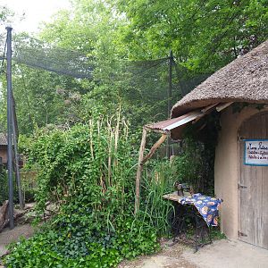 Weaver aviary and African village hut, 2020-05-23