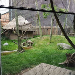 Secretary bird, Emin's turaco, European roller and Vulturine guineafowl aviary, 2020-05-23