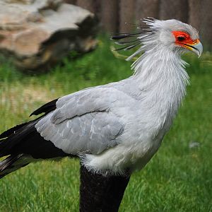 Secretary bird (Sagittarius serpentarius), 2020-05-23