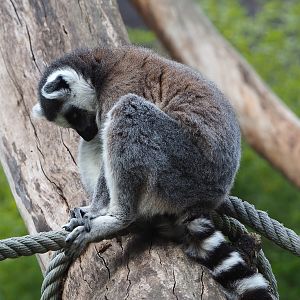 Ring-tailed lemur (Lemur catta), 2020-05-23