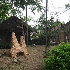 Village weaver, Golden-breasted starling, Green woodhoopoe and Congo peafowl aviary, 2020-05-23