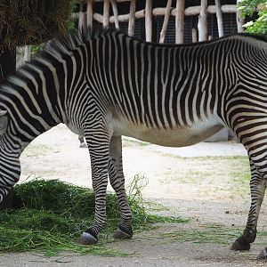 Grévy's zebra (Equus grevyi), 2020-05-23