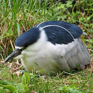 Black-crowned night heron (Nycticorax nycticorax nycticorax), 2020-05-23