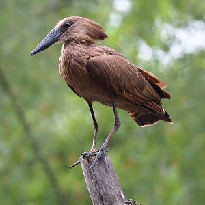 Hamerkop (Scopus umbretta), 2020-05-23