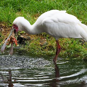 African spoonbill (Platalea alba) eating a one-day chick, 2020-05-23