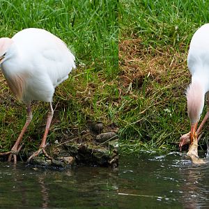 Western Cattle egret (Bubulcus ibis ibis) dipping and eating a one-day chick, 2020-05-23