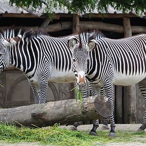 Grévy's zebras (Equus grevyi), 2020-05-23