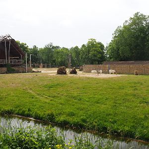 Kordofan giraffe, Addax, Mhorr gazelle and Helmeted guineafowl paddock, 2020-05-23